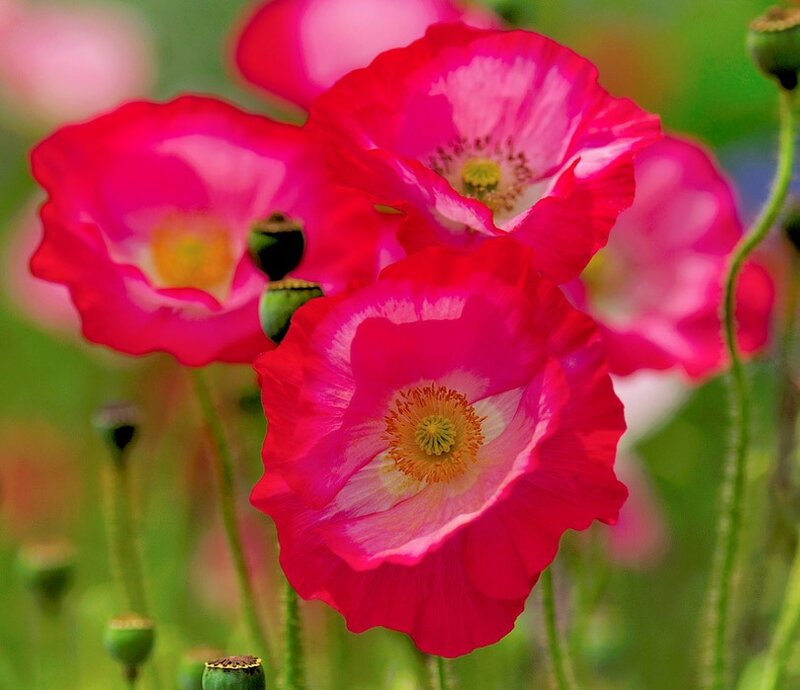 Pink Poppy Flowers — Serene, Spring, Photograph, Green Stems