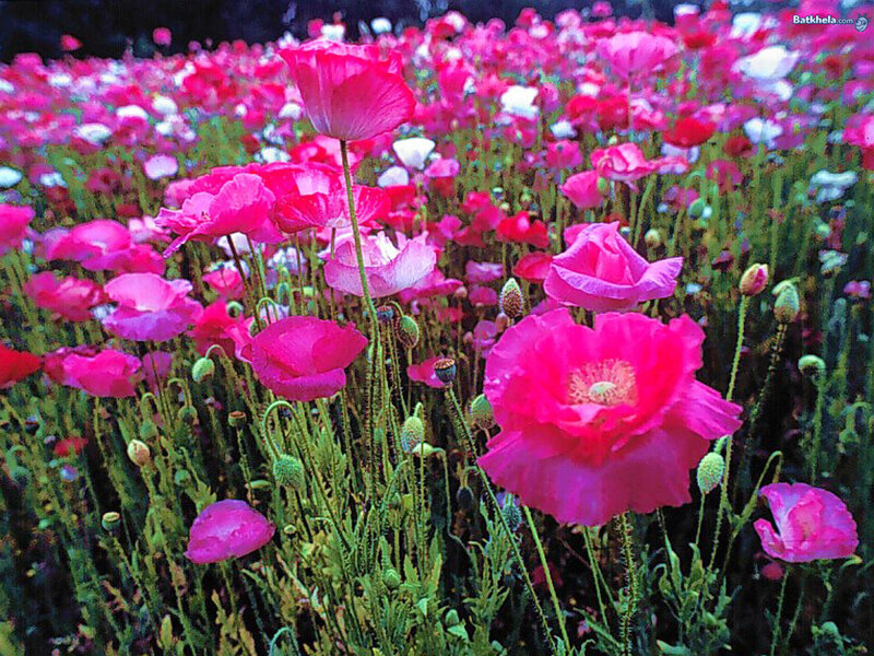 Pink Poppy Flowers — Serene, Spring, Photograph