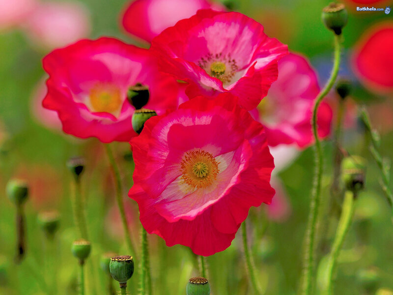 Pink Poppy Flowers — Serene, Spring