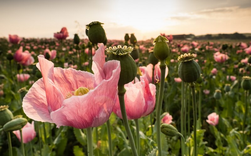 Pink Poppy Flowers — Serene, Sunset