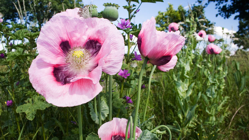 Pink Poppy Flowers — Serene