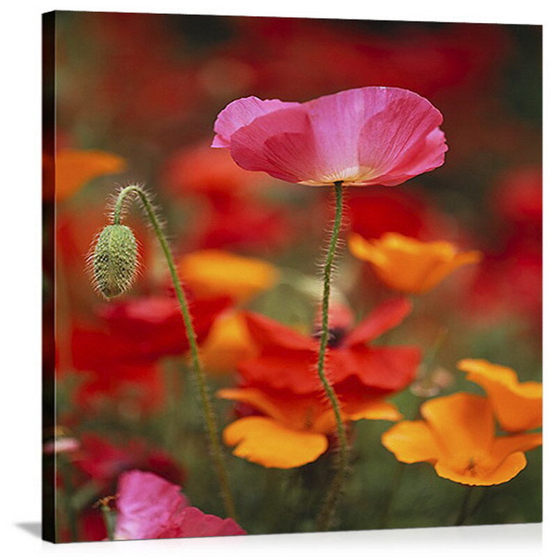 Pink poppy in a field