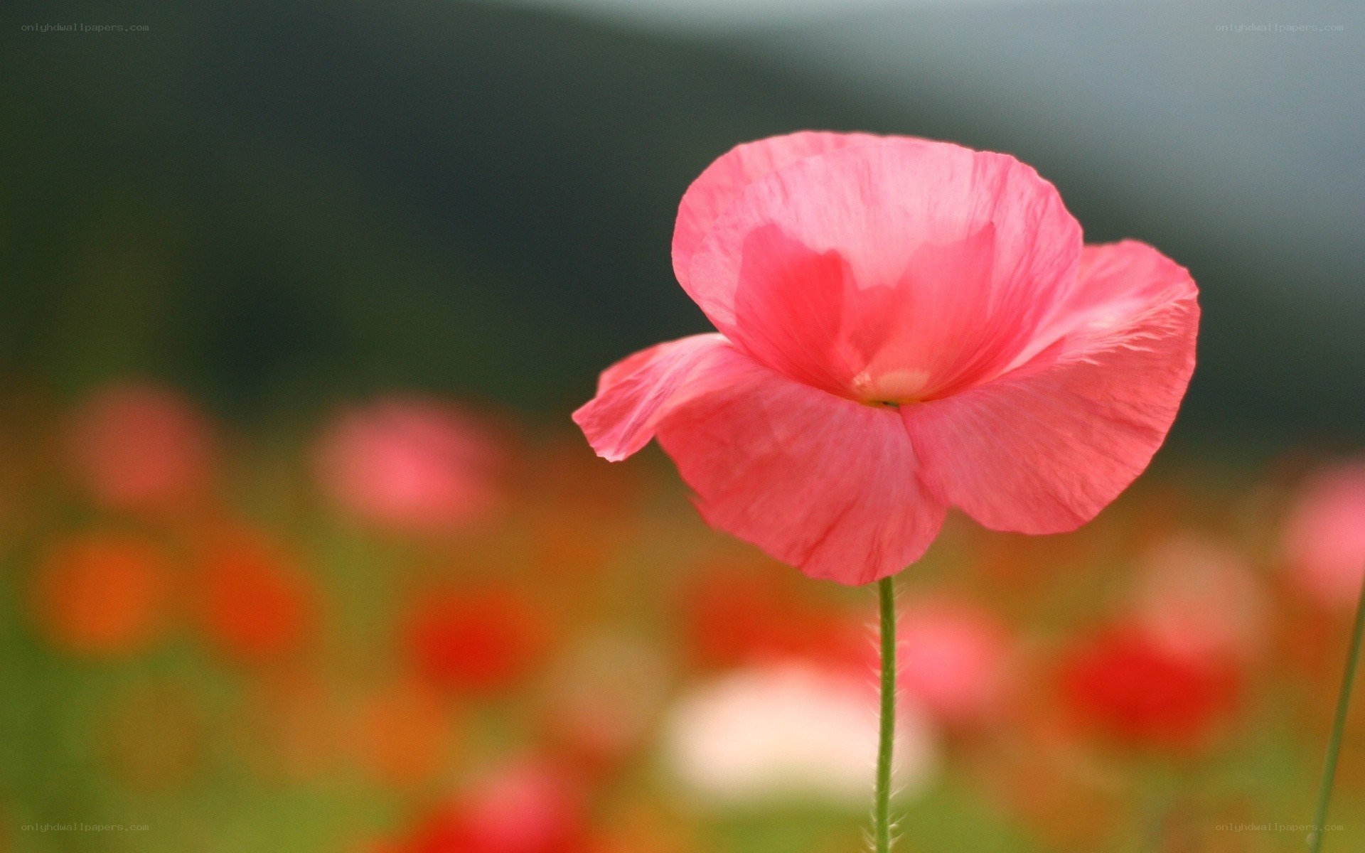 Pink poppy in a field
