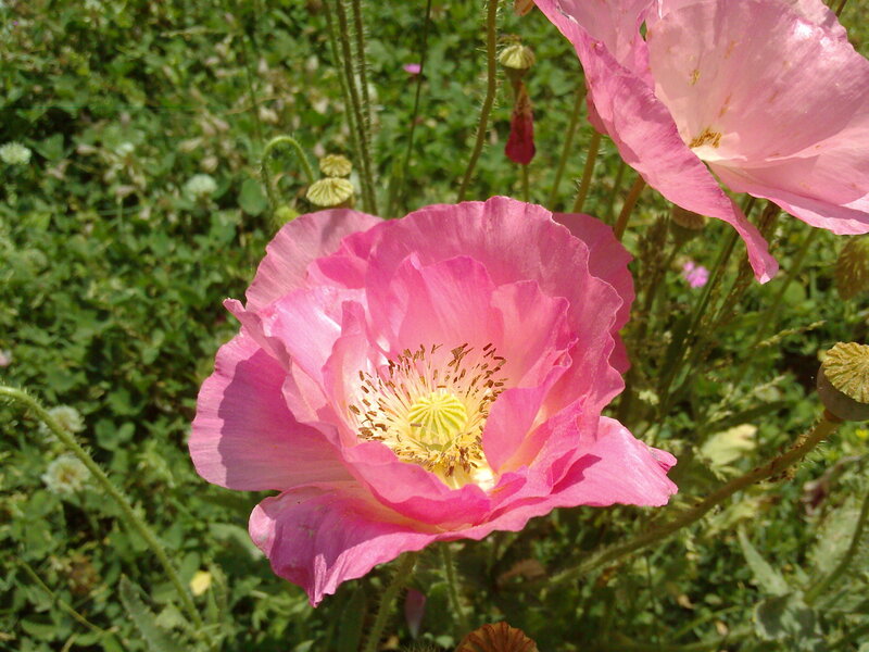 Pink poppy in a garden