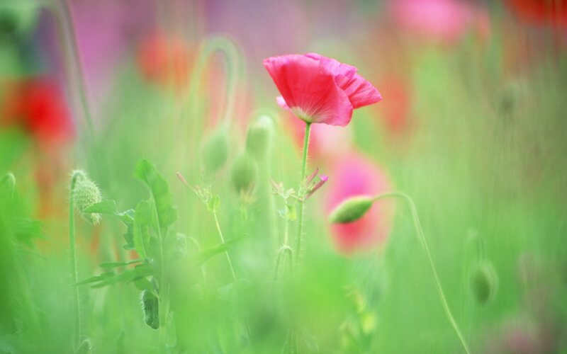 Pink poppy in a green field
