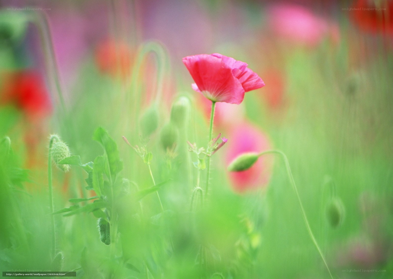 Pink poppy in a green field