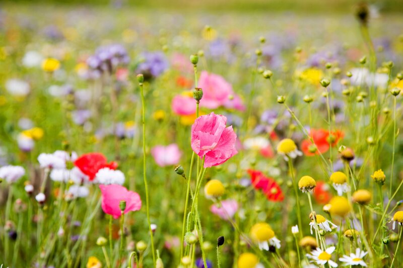 Pink Poppy in Field — Green