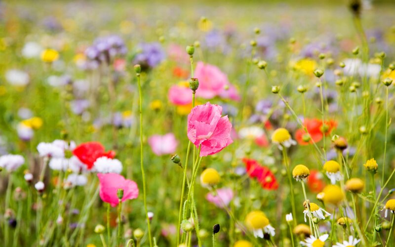 Pink Poppy in Field — Serene, Spring