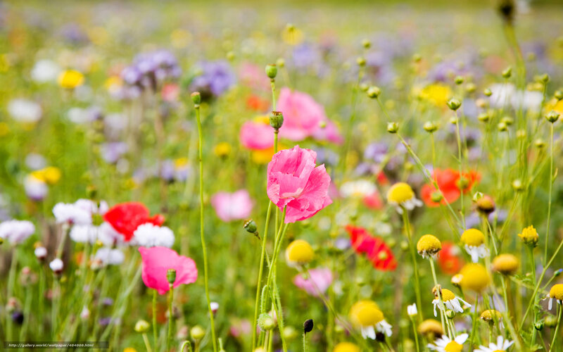Pink Poppy in Field — Serene, Summer