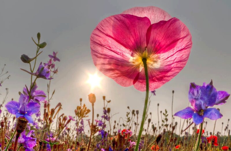 Pink Poppy in Field — Serene, Sunset