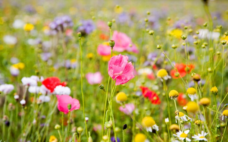 Pink Poppy in Field