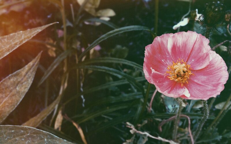 Pink poppy in garden