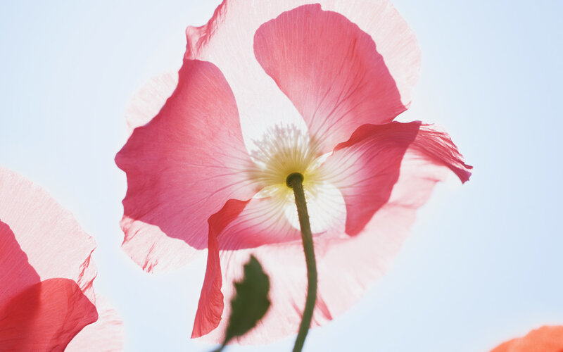 Pink poppy in sunlight