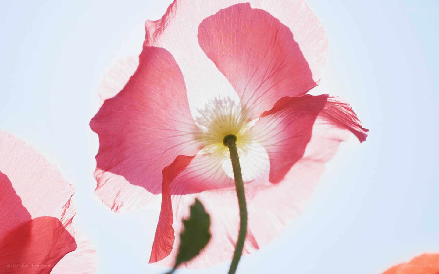 Pink poppy in sunlight