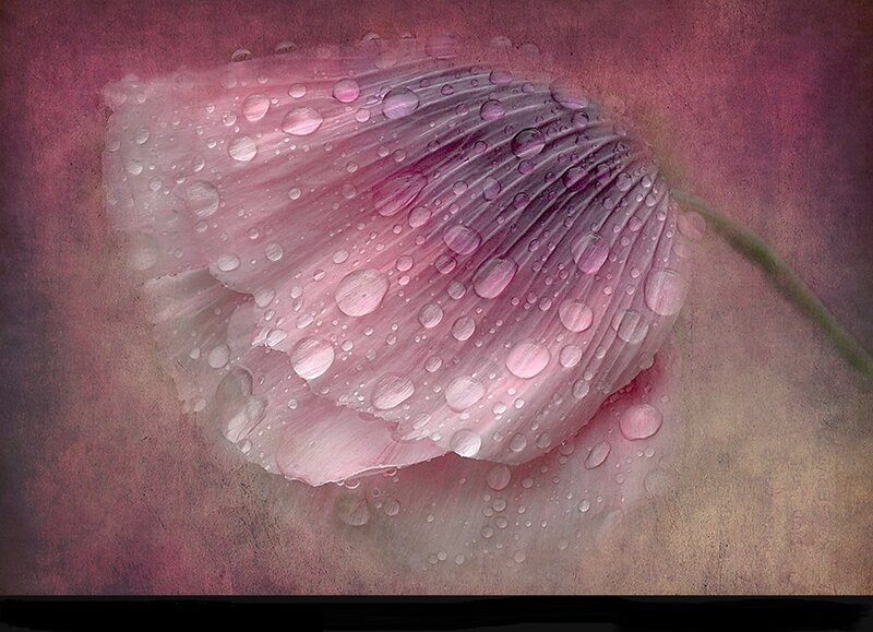 Pink Poppy Petal