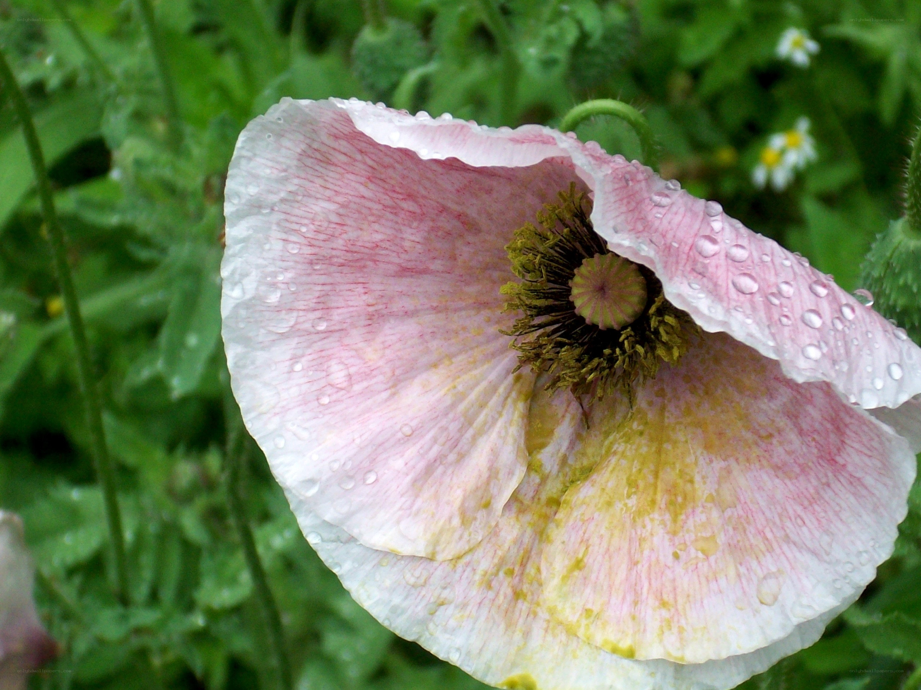 Pink poppy with raindrops