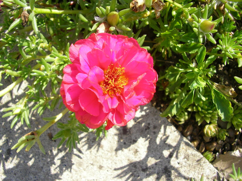 Pink Portulaca Flower — Bright