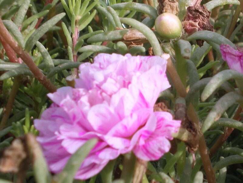Pink Portulaca Flower — Calm, Afternoon