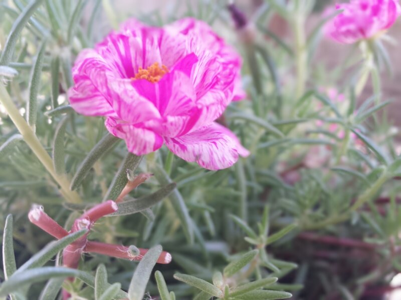 Pink Portulaca Flower — Calm