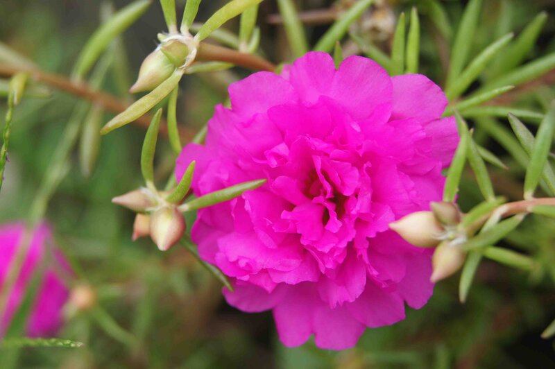 Pink Portulaca Flower — Magenta