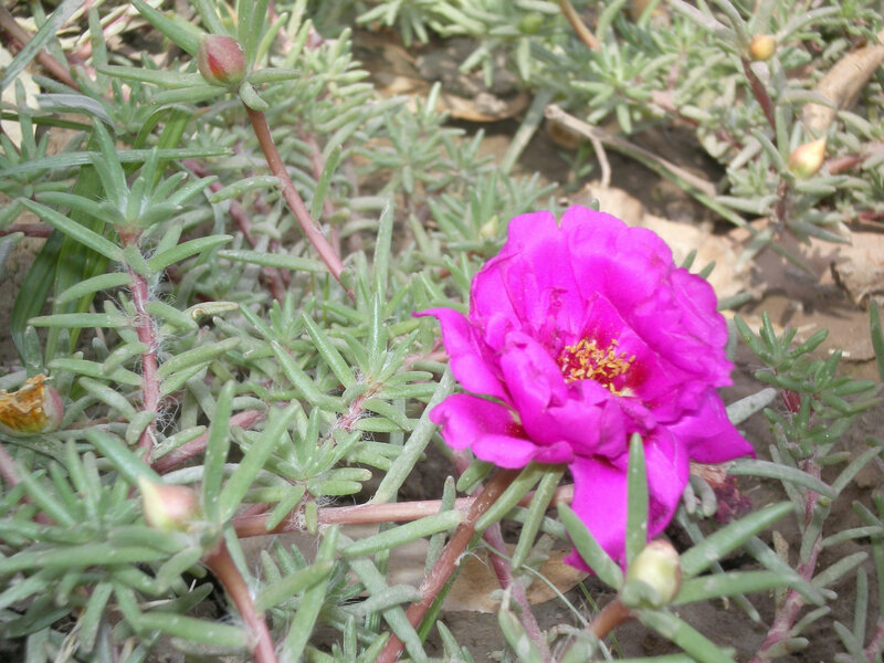 Pink Portulaca Flower — Natural