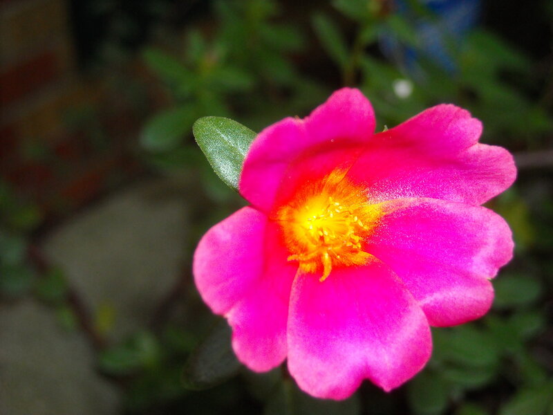 Pink Portulaca Flower