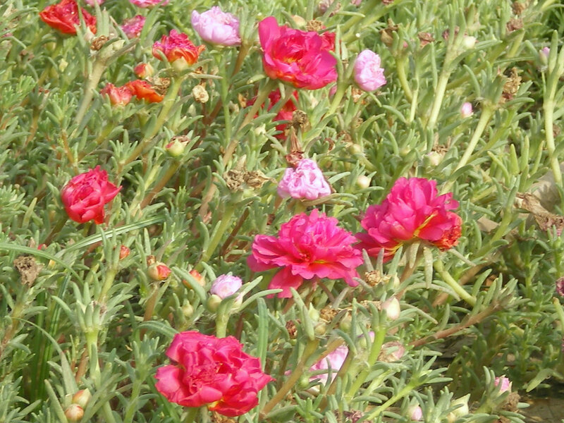 pink portulaca flowers