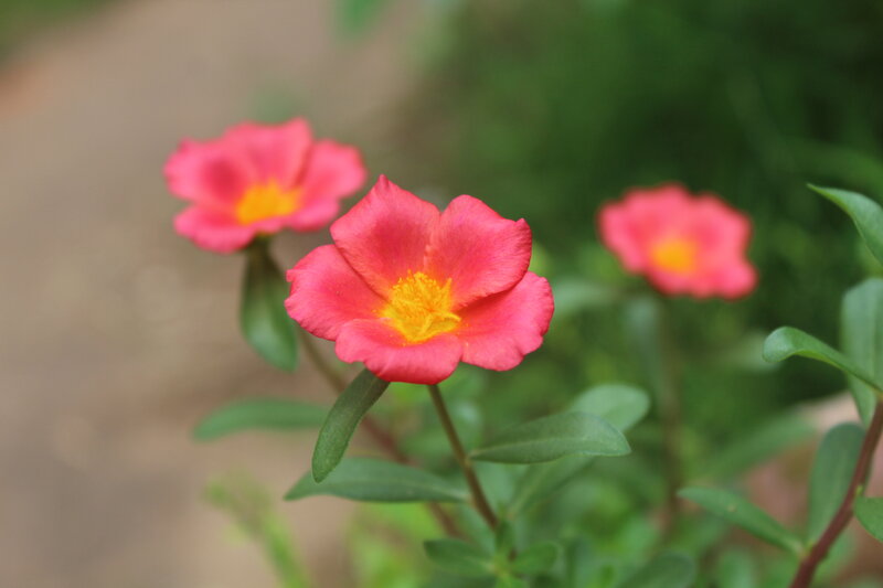 Pink Portulaca Flowers — Calm