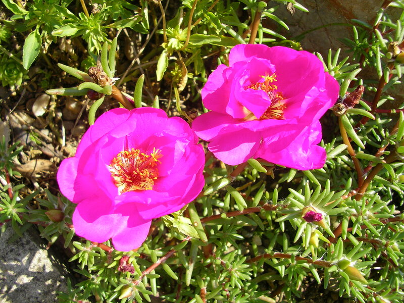 Pink Portulaca Flowers — Vibrant, Afternoon