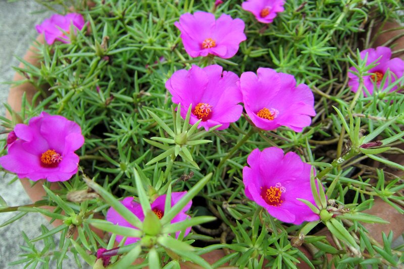 Pink Portulaca Flowers — Vibrant