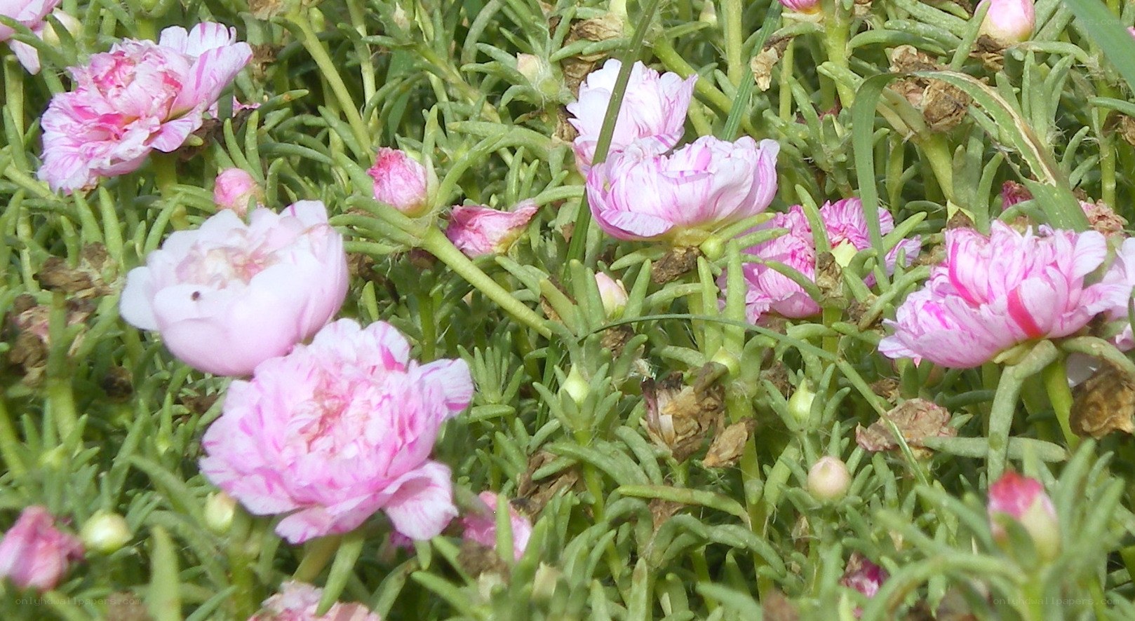 pink portulaca flowers