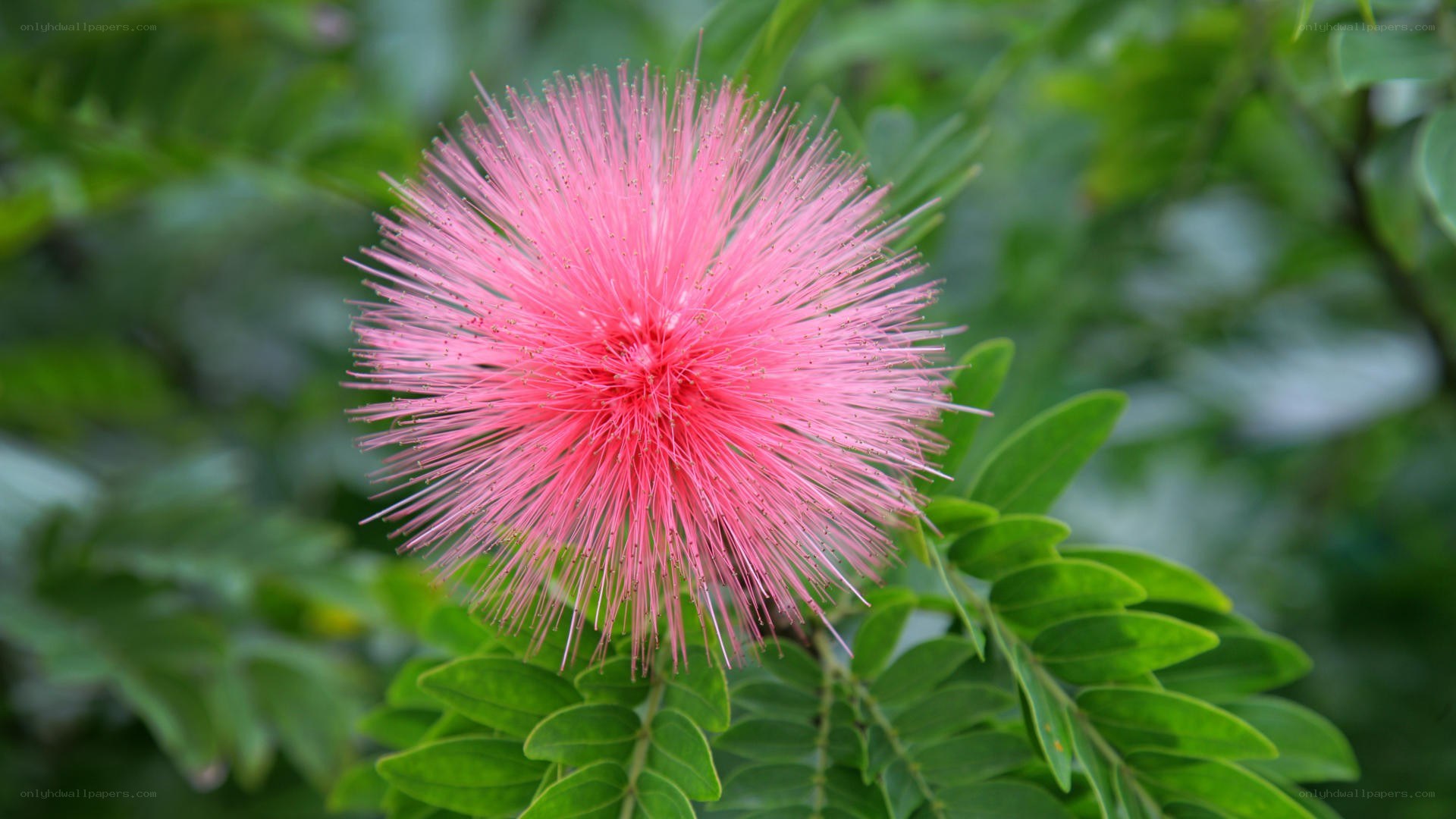pink powder puff flower