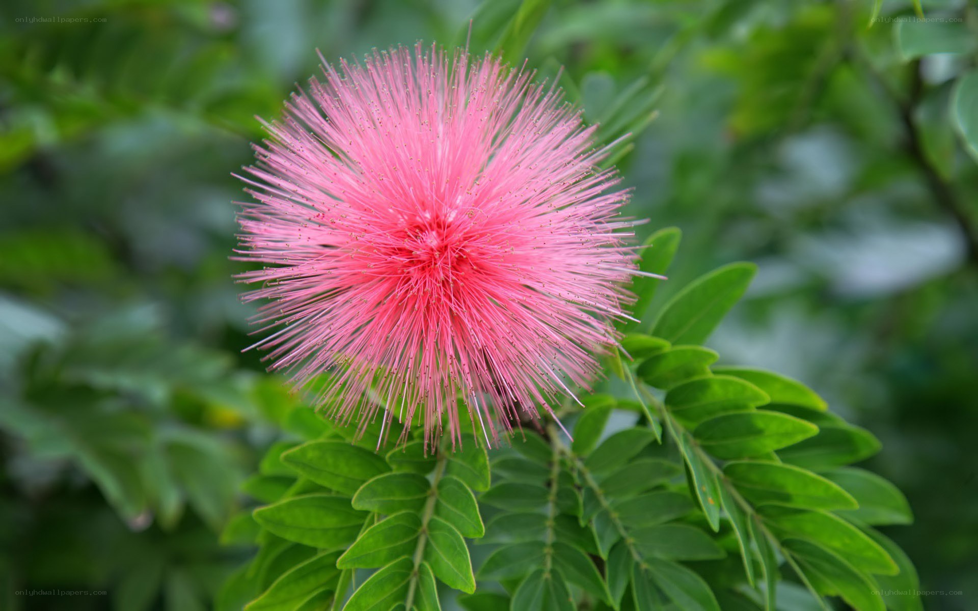 Pink powder puff flower