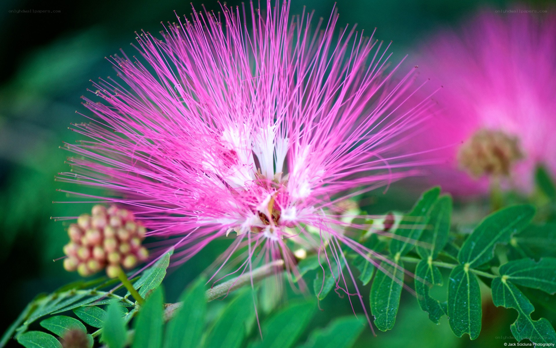 Pink powder puff flower