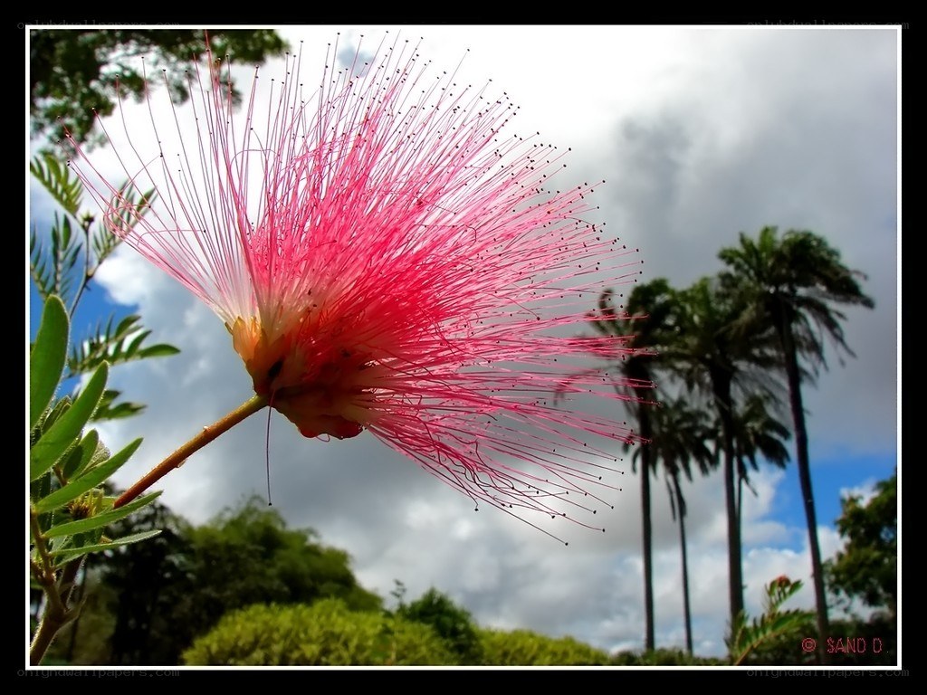 Pink powder puff flower