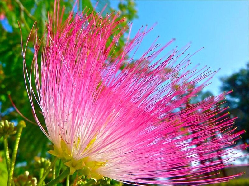 pink powder puff flower