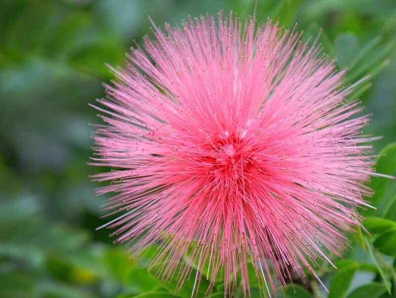 Pink Powder Puff Flower — Calm, Afternoon