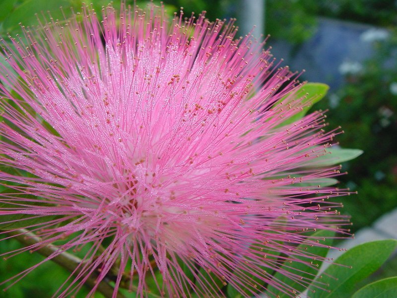 Pink Powder Puff Flower — Calm