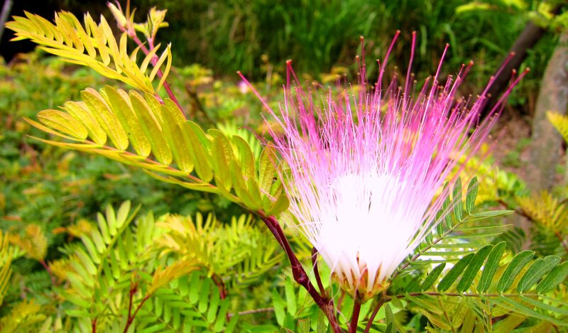 Pink Powder Puff Flower — Natural, Afternoon, Photograph