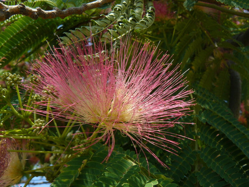 Pink Powder-puff Flower — Natural, Afternoon
