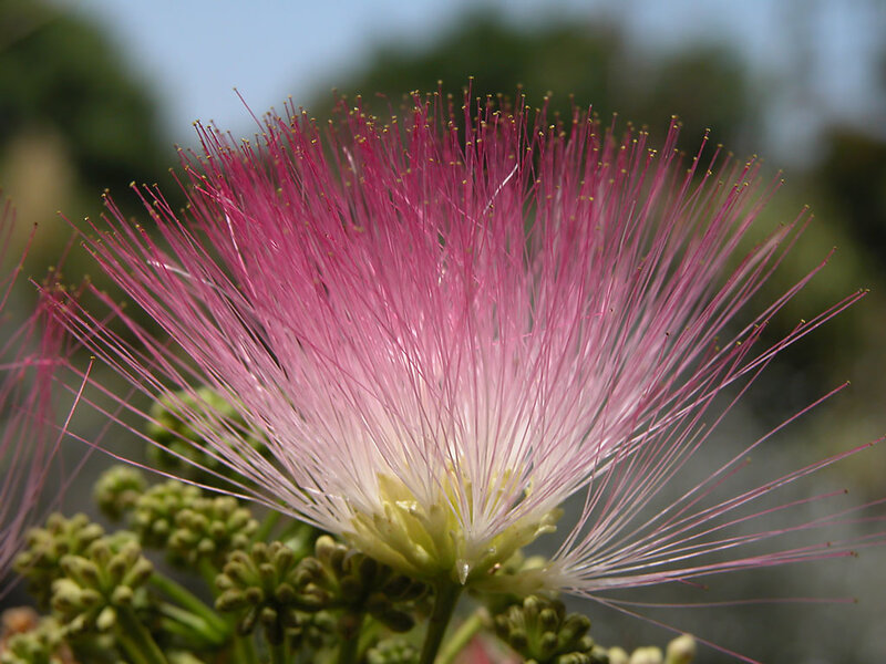 Pink Powder-puff Flower — Serene, Afternoon