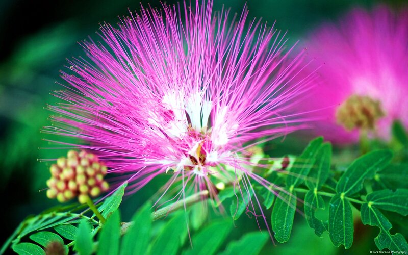 Pink Powder Puff Flower — Vibrant, Photograph