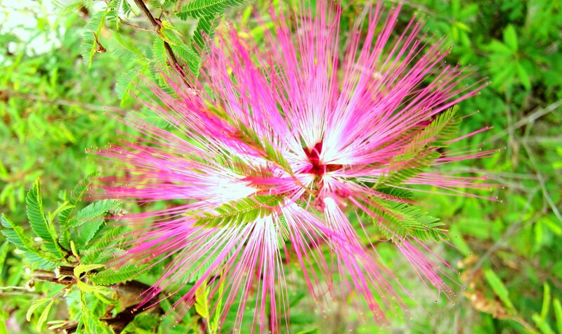 Pink Powder Puff Flower — Vibrant