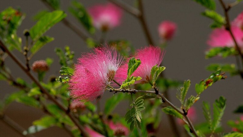 Pink Powder-puff Flowers — Calm