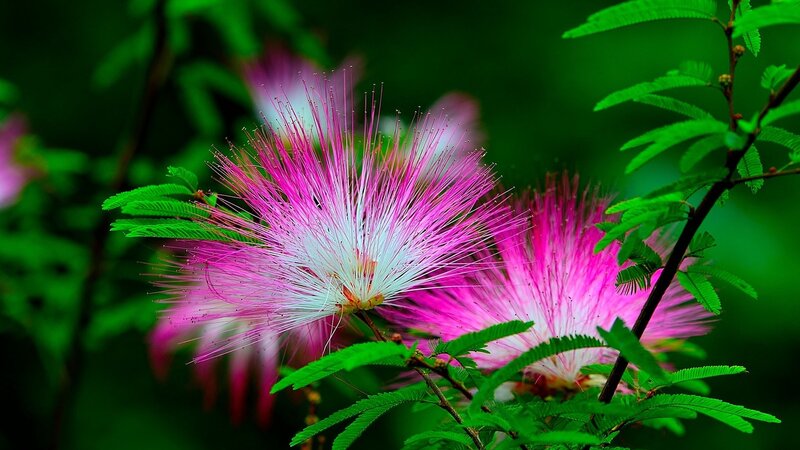 Pink Powder-puff Flowers — Natural, Summer