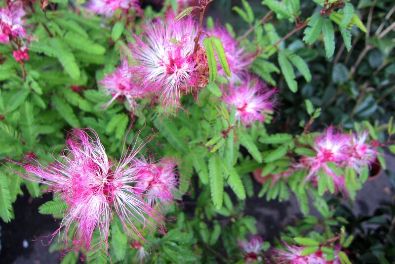 Pink Powder Puff Flowers — Natural