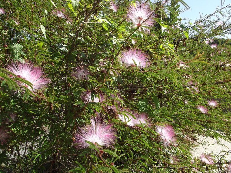 Pink Powder-puff Flowers — Serene, Afternoon