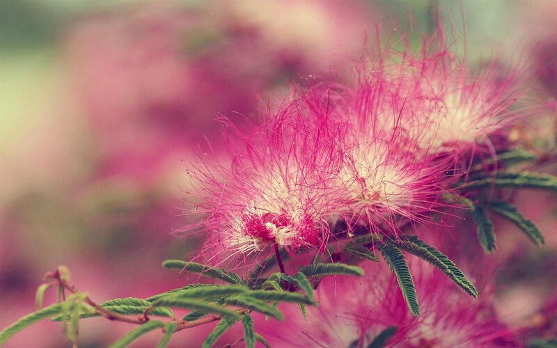 Pink Powder-puff Flowers — Serene