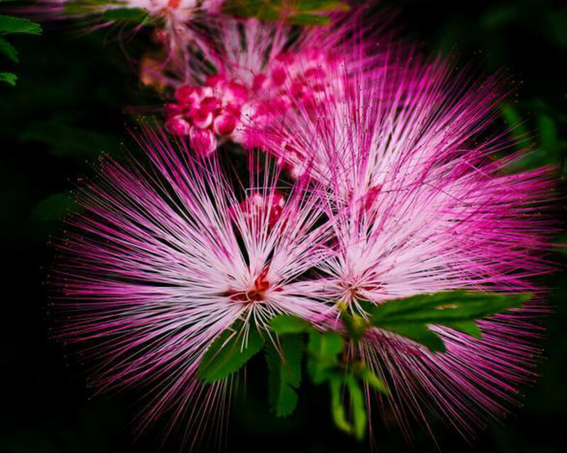 Pink Powder-puff Flowers — Vibrant, Photograph
