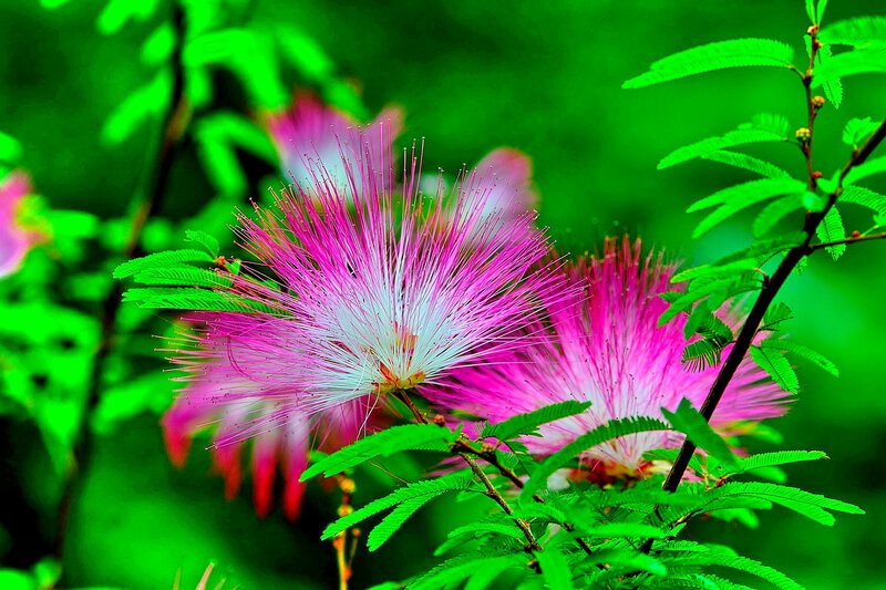 Pink Powder-puff Flowers — Vibrant, Spring